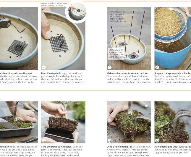 Produktbild bonsai (Englisch, 2014)