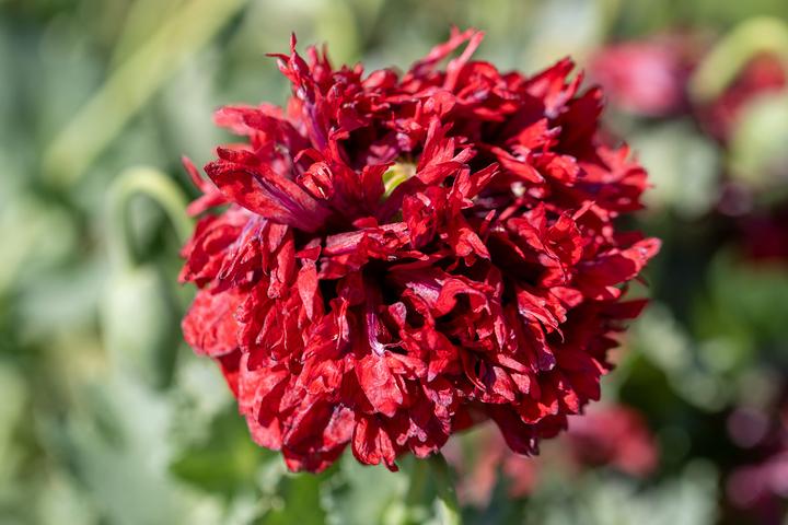 Produktbild Zollinger Bio Mohn, Black Paeony (einjährig)