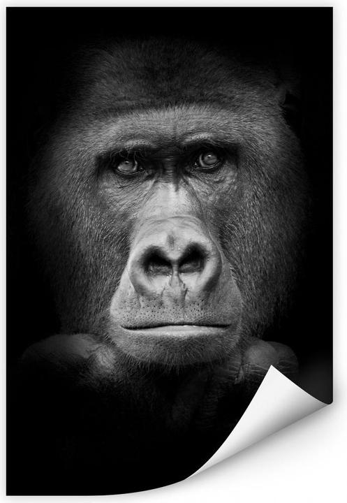 Image du produit Trenddeko Gorille (70 x 100 cm)