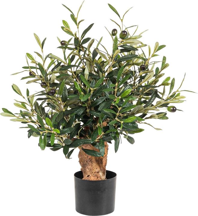 Botanic-Haus Olivier (56 cm)
