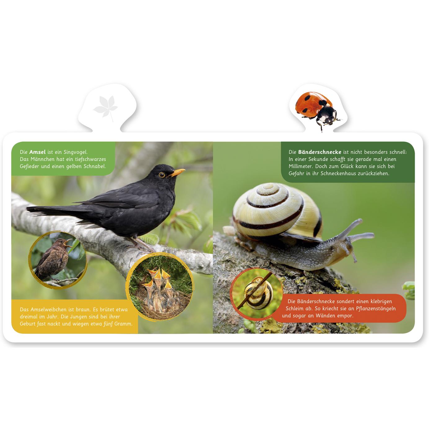 Thumbnail - Tiere im Garten, Kinderbücher von Hannah Kastenhuber