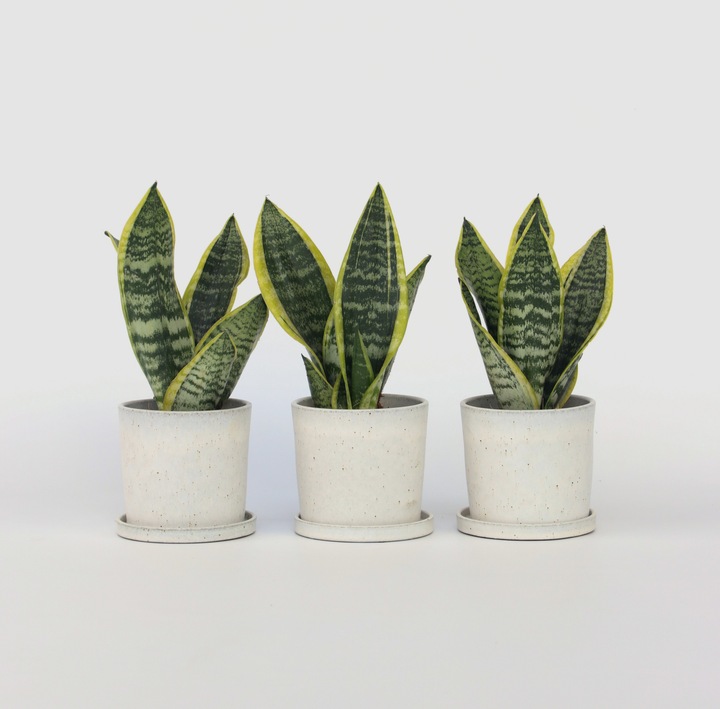 Produktbild Plant in a Box Sansevieria trifasciata 'Futura Superba' - 3er Set Bogenhanf (35 cm)