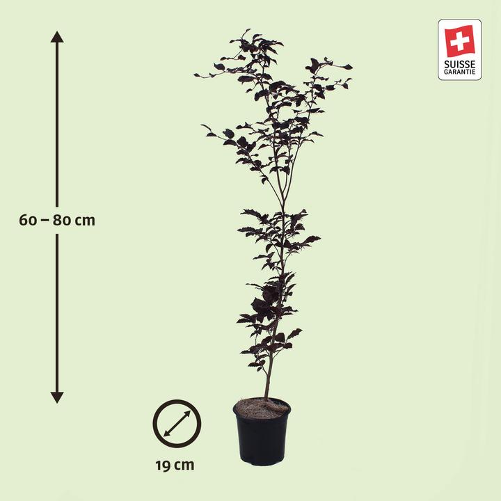 Produktbild Zulauf Blut-Buche / Fagus syl. 'Purpurea' (80 cm)