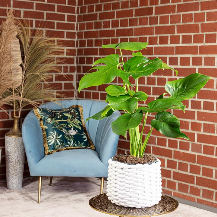 Immagine prodotto Flowerbox Foglia di finestra - Monstera Deliciosa (75 cm)