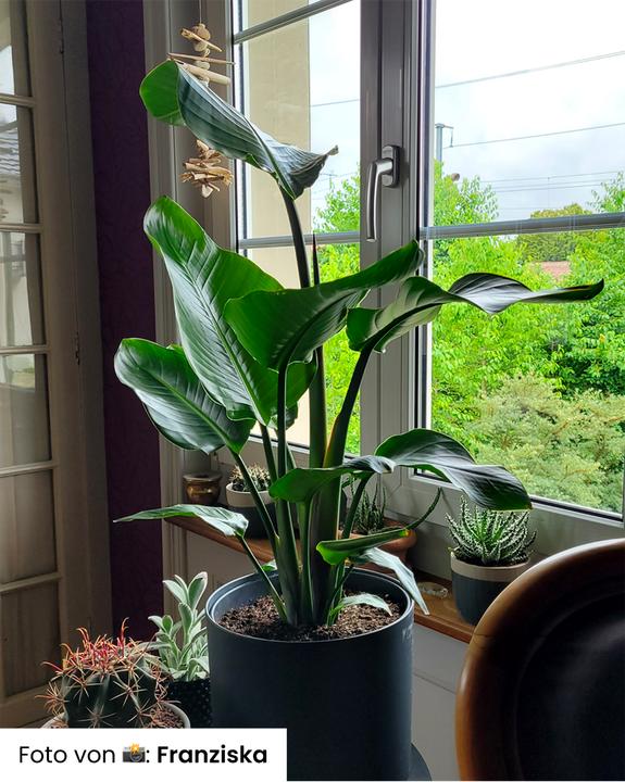Produktbild feey Strelitzie XL (90 cm, Frisch umgetopft)