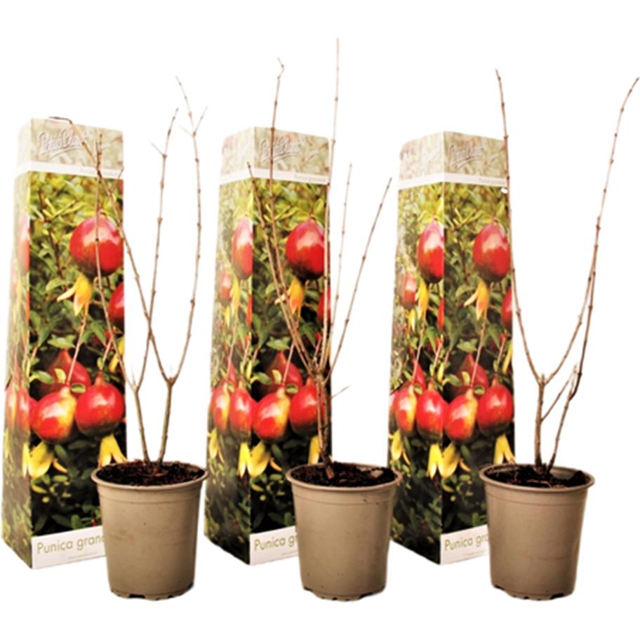 Plant in a Box, Pflanzen, Punica Granatum - 3er Set Granatapfelbaum (25 cm)