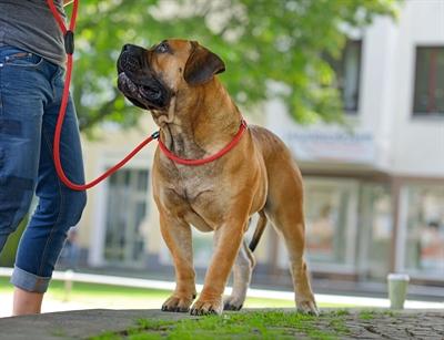 Actual product image Hunter Retriever leash Freestyle (Dog, General)
