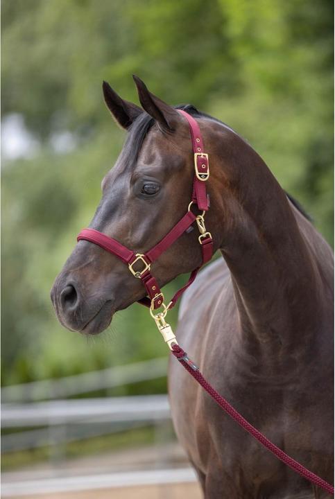 Produktbild Kerbl Halfter Classy, merlot Gr. Pony