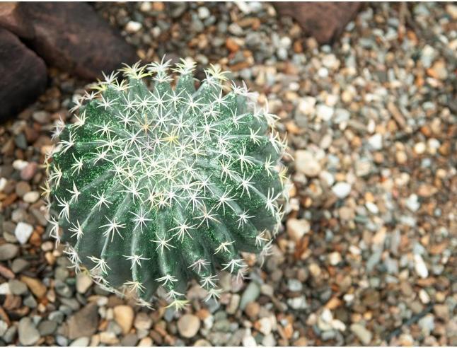 Immagine prodotto Europalms Cactus a palla (34 cm)