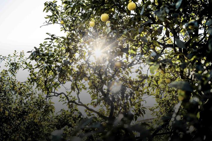 Produktbild Dior Eau Sauvage (Eau de Toilette, 200 ml)