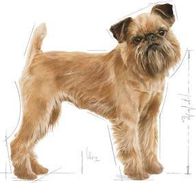 Actual product image Royal Canin Dental Care Mini (Adult, 1 pcs., 3000 g)