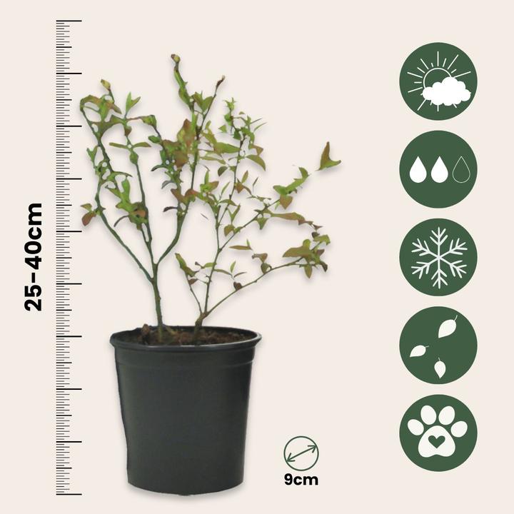 Immagine prodotto Plant in a Box Vaccinium corymbosum 'Sunshine Blue' - Set di 6 mirtilli (25 cm)
