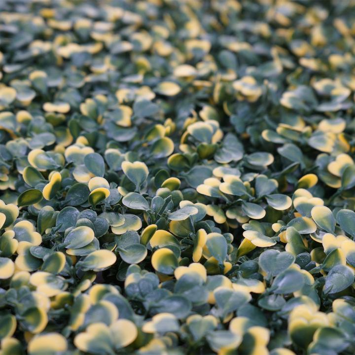 Produktbild MCW L78 (49 cm)