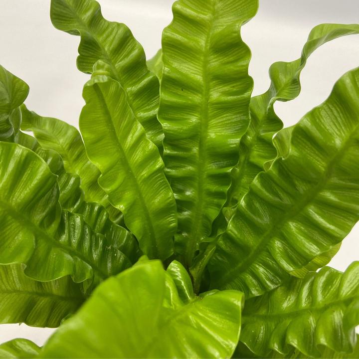 Actual product image Plant in a Box Areca, Asplenium, Clusia, Philodendron, Spathiphyllum - 5 Mix Air Purifying Plants (25 cm)