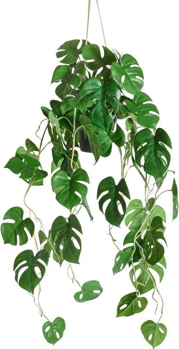 Botanic-Haus Philodendron (86 cm)
