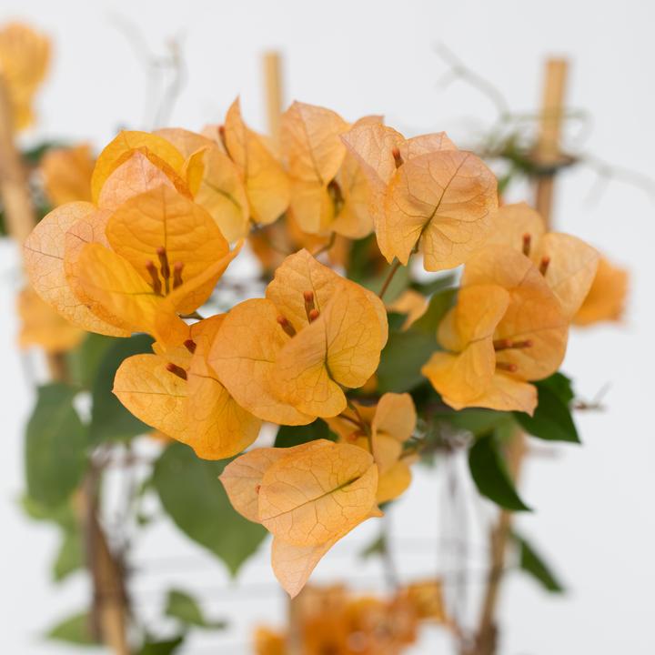 Actual product image Plant in a Box Bougainvillea 'Dania' - (50 cm)