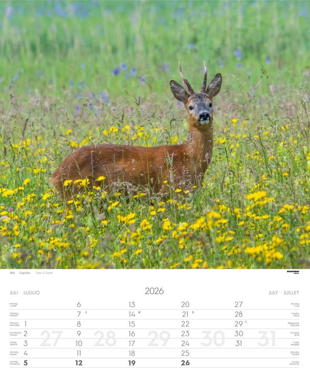 Produktbild Tiere der Alpen - Kalender 2026