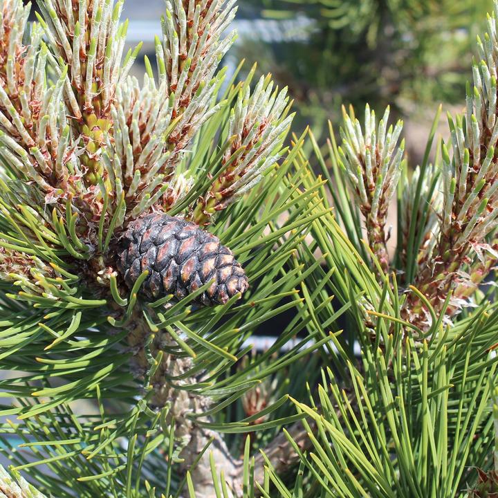 Produktbild Zulauf Zwerg-Schlangenhaut-Kiefer / Pinus heldrei. 'Compact Gem' (40 cm)