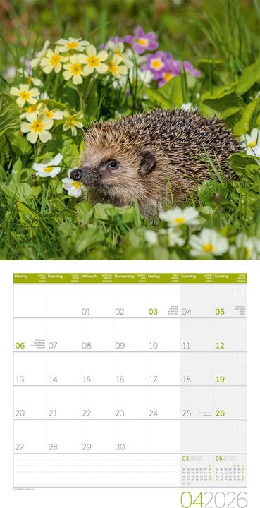 Produktbild Igel Kalender 2026 - 30x30