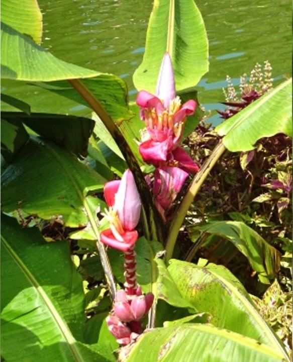 Produktbild Tropica Rosa Zwergbanane (Mus velutina Dwarf Velvet Fingers) (Früchtesamen)