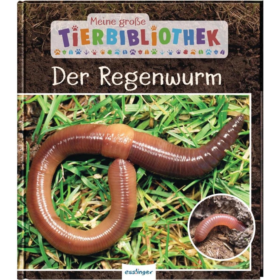 Meine grosse Tierbibliothek: Der Regenwurm, Kinderbücher von Valérie Tracqui