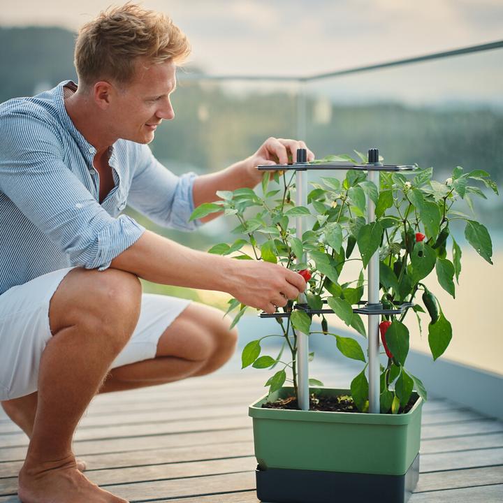 Produktbild Gusta Garden Charly Chili (27.50 cm)