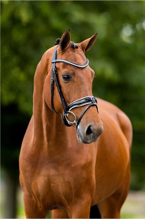 Produktbild BR Equestrian Equipment Ipswich