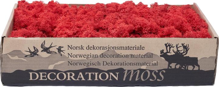 Actual product image Flowerbox Iceland moss