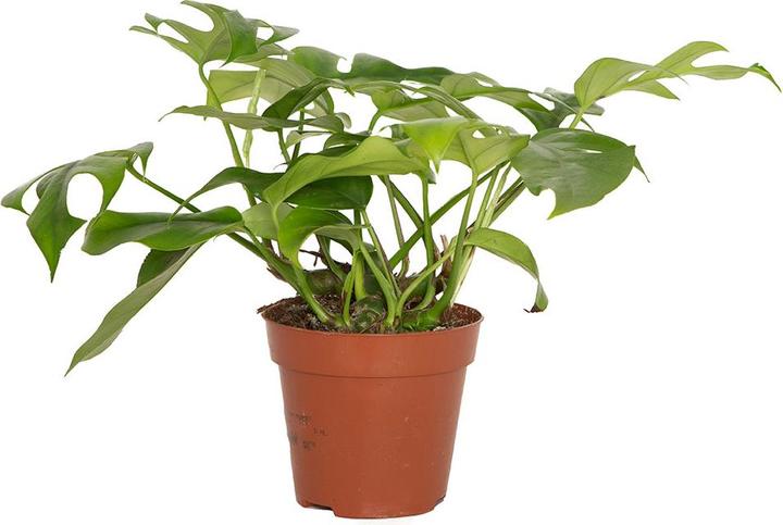 VEG and the City Loja (Kleines Fensterblatt - Monstera minima)