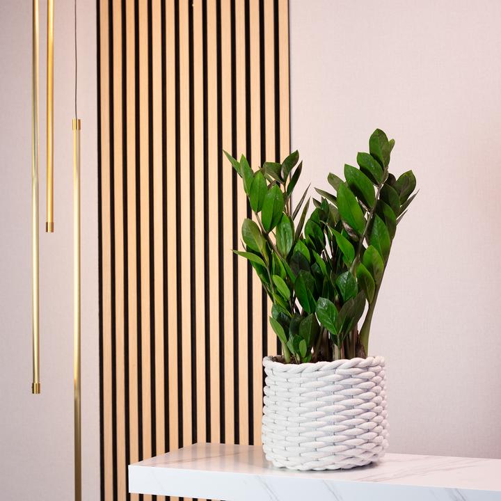 Produktbild Flowerbox Glücksfeder - Zamioculcas zamiifolia (55 cm)