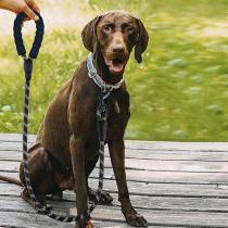 Produktbild Purlov Reflektierende Trainingsleine 5 m 21655 (Hund, Hundesport, Spazieren)