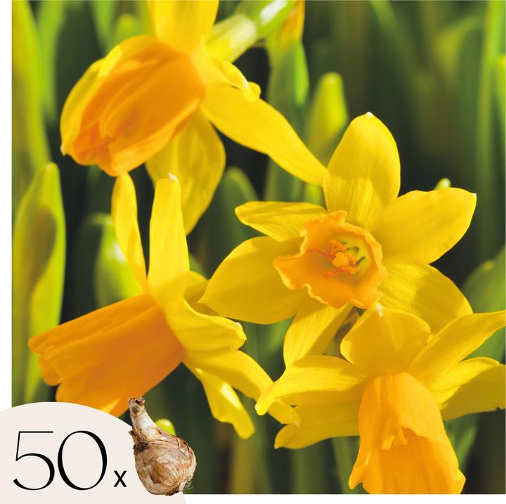 Plant in a Box Narcissus Tête-à-Tête - 30er-Set Narzissenzwiebeln (10 cm)