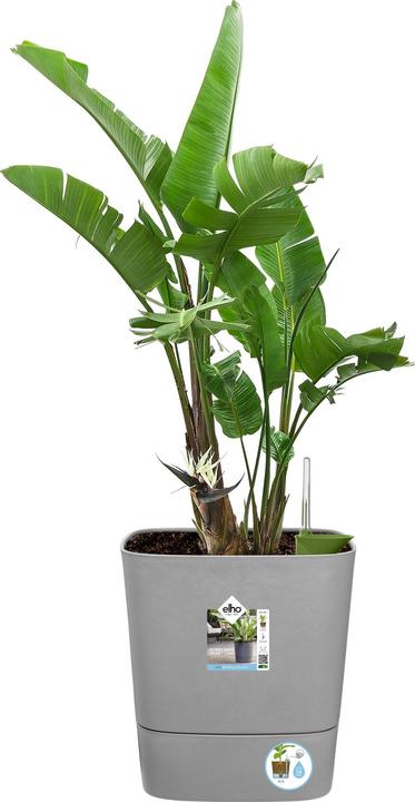Produktbild Elho Blumenschale (38 cm)
