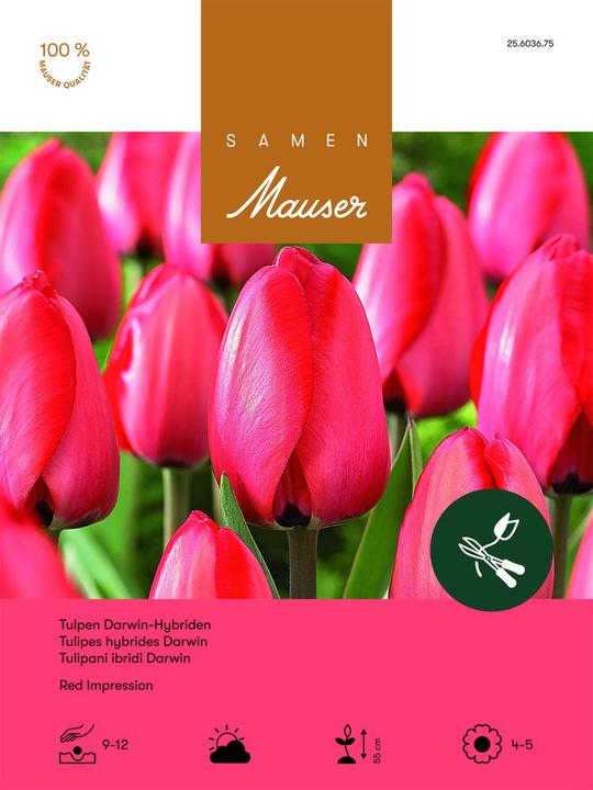 Produktbild Samen Mauser Tulpe Red Impression Aktion (Blumenzwiebeln)