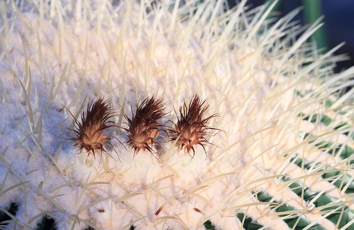 Produktbild Rokinon DS135M-NEX (Sony E, Vollformat)