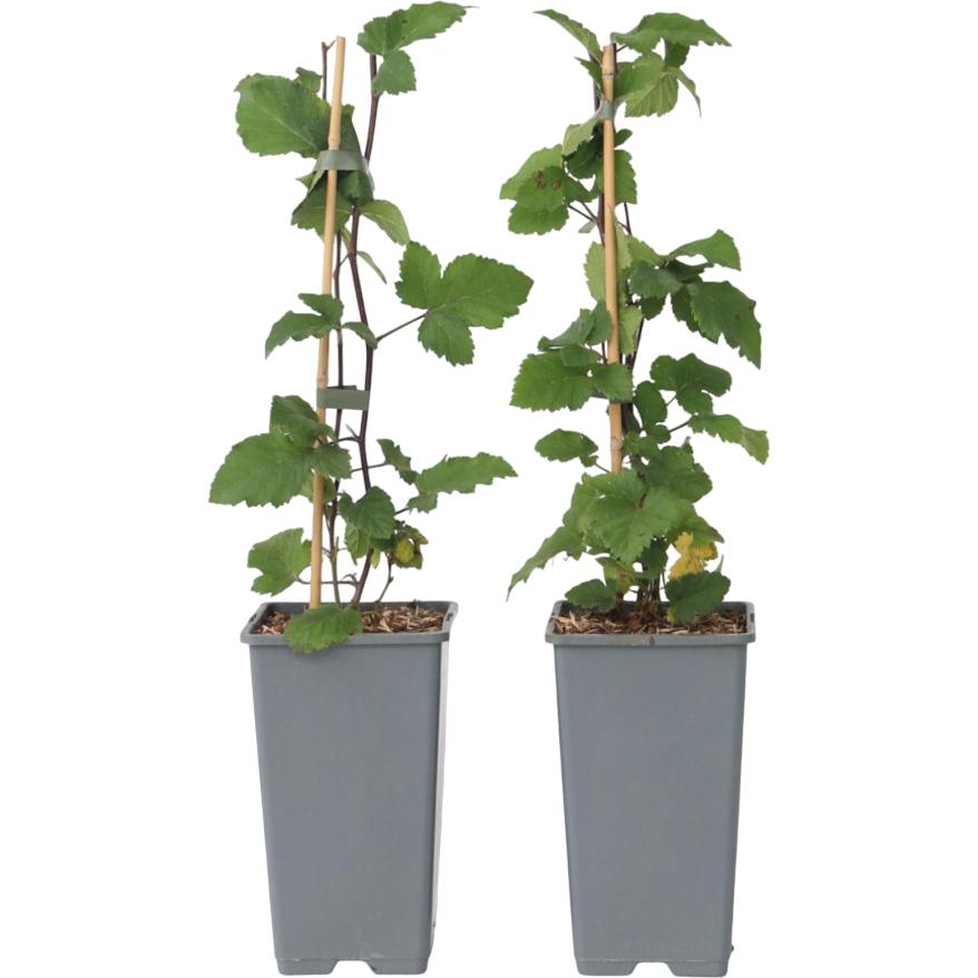 Plant in a Box, Pflanzen, Ribes rubrum Jonkheer van Tets - 2er set Johannisbeere (50 cm)