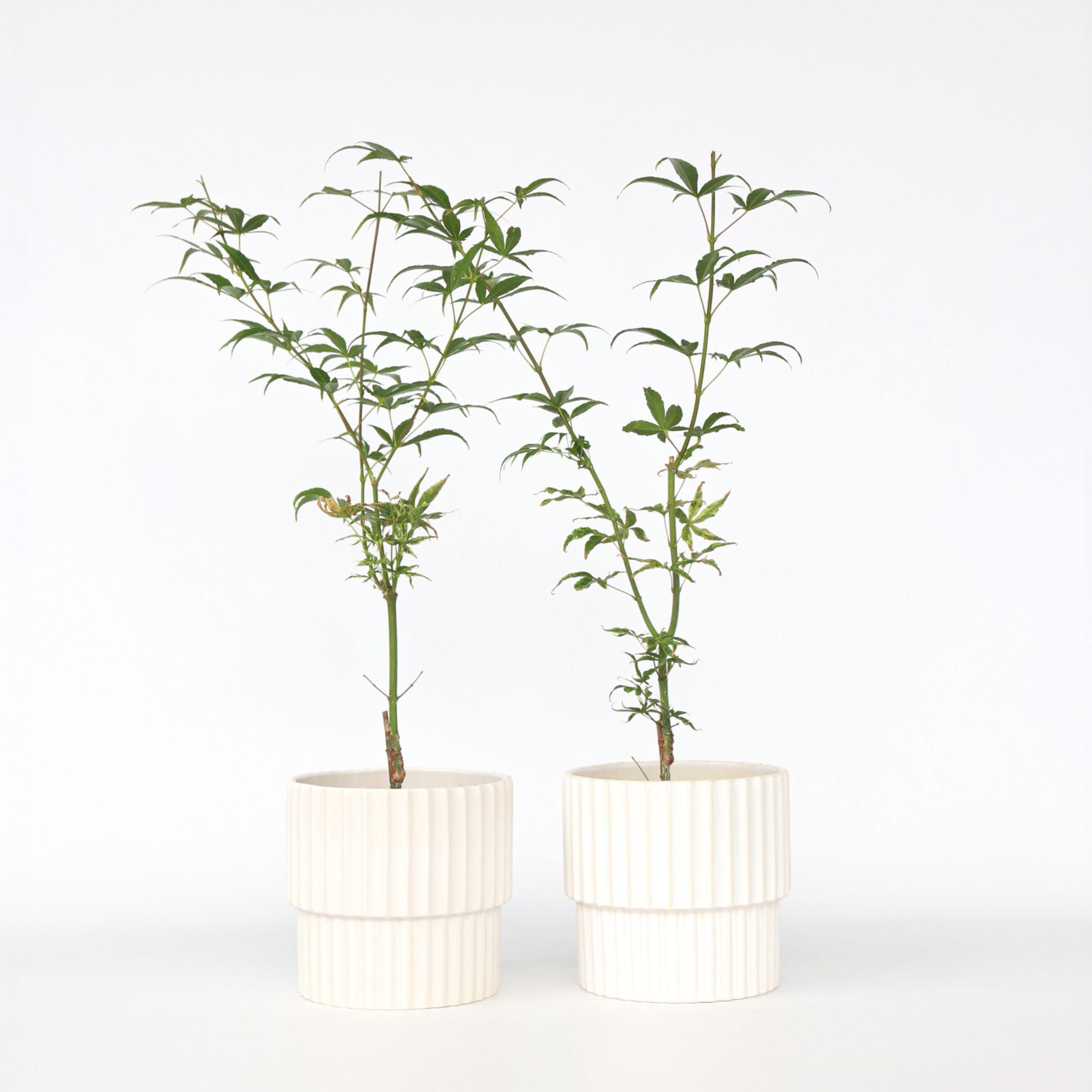 Thumbnail - Plant in a Box, Pflanzen, Acer palmatum 'Ukigumo' - 2er Set Ahornbäume (35 cm)