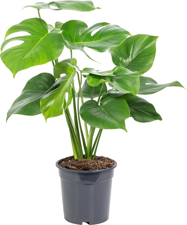 Immagine prodotto Flowerbox Foglia di finestra - Monstera Deliciosa (75 cm)