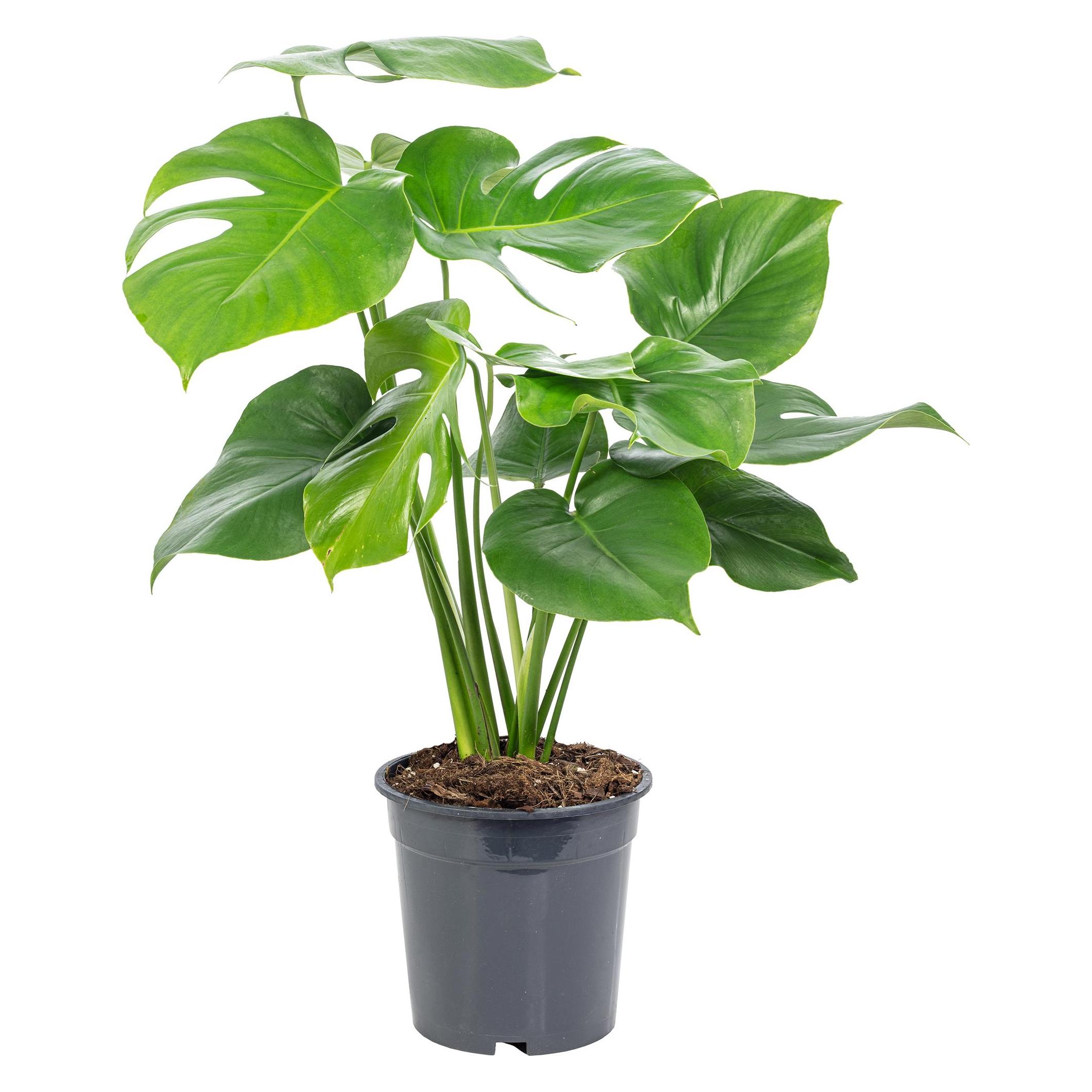 white wizard philodendron Philodendron White Wizard high variegated starter plant **(ALL plants  require you to purchase ANY 2 plants!)**