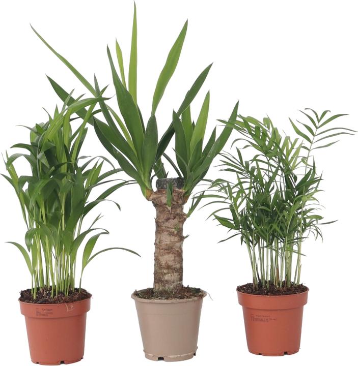 Produktbild Plant in a Box Areca, Chamaedorea, Yucca - 3er Mischung Mini Palme (25 cm)