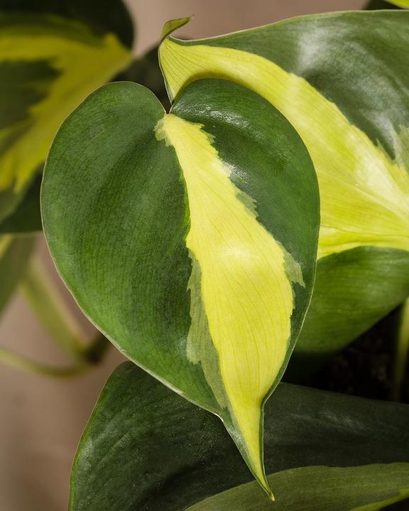 Image du produit feey Philodendron scandens Brasil (15 cm, Fraîchement rempotés)