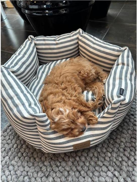 Actual product image Nordic Paws - Bailey Dogbed - Grey - S (Dog)