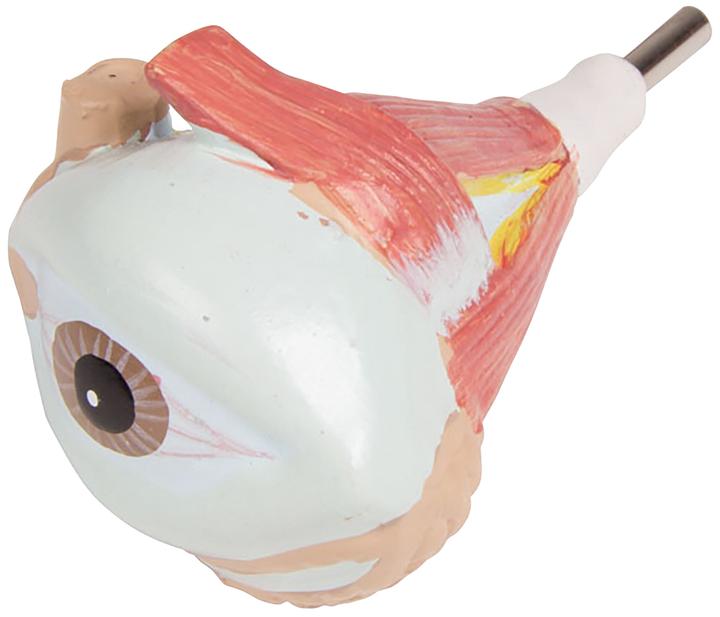 Immagine prodotto Erler Zimmer Modello anatomico del busto con schiena aperta (40 x 23 x 88 cm)