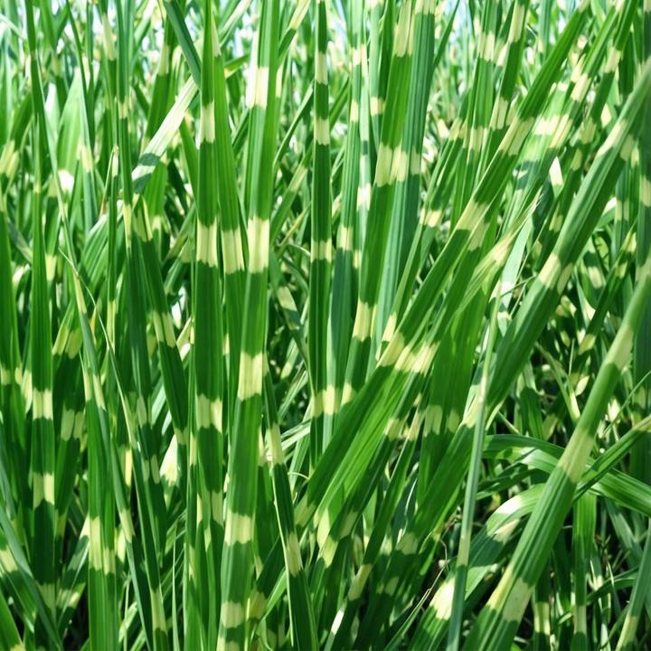 Actual product image Plant in a Box Miscanthus sinensis 'Zebrinus' - Ornamental grass (20 cm)