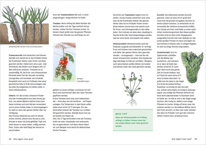 Produktbild Obst & Gemüse haltbar machen - Einlegen, Einkochen, Trocknen, Entsaften, Milchsäuregärung, Kühlen (Deutsch, Maren Bustorf-Hirsch, 2021)