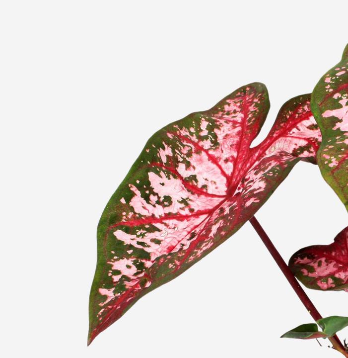 Produktbild Plant in a Box Caladium Carolyn Whorton - (25 cm)