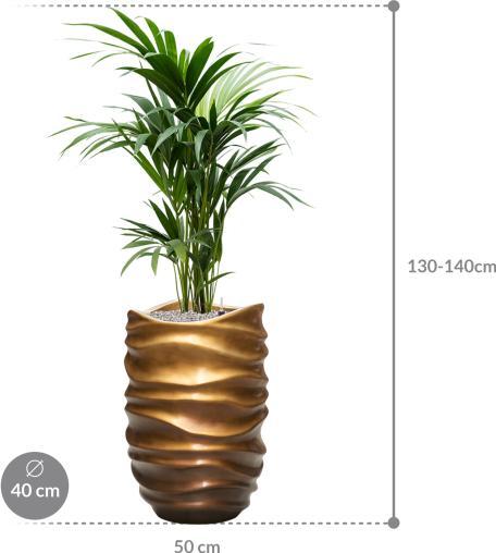 Immagine prodotto Baq Design Kentia Howea forsteriana & Baq Gradient Lee (140 cm)