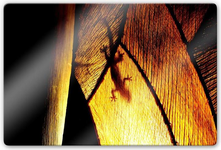 Immagine prodotto Trenddeko ombra gioco (60 x 40 cm)