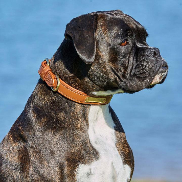 Produktbild Weatherbeeta Gepolstertes Hundehalsband aus Leder (XS, Hund, Spazieren)