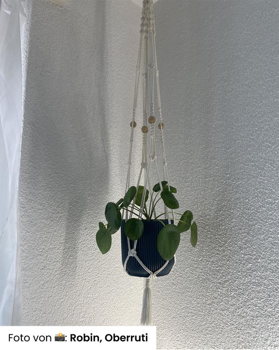 Actual product image feey Ufopflanze Bäumchen (30 cm, Freshly repotted, Animal friendly)
